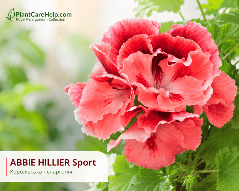 Королівська пеларгонія ABBIE HILLIER Sport