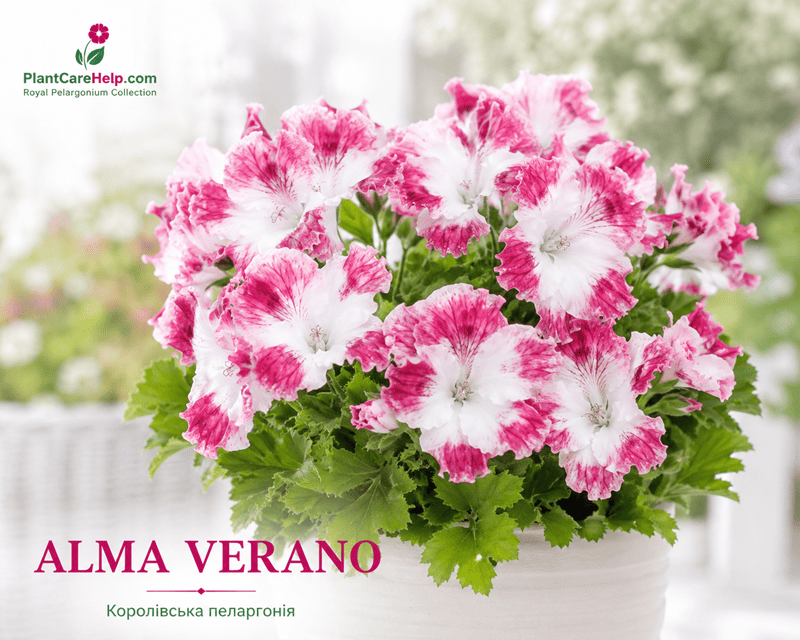 Королівська пеларгонія Alma Verano