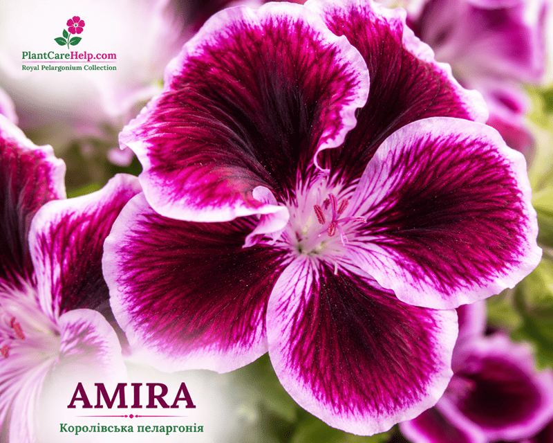 AMIRA