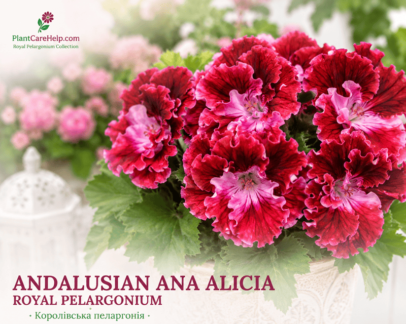 Королівська пеларгонія Andalusian Ana Alicia
