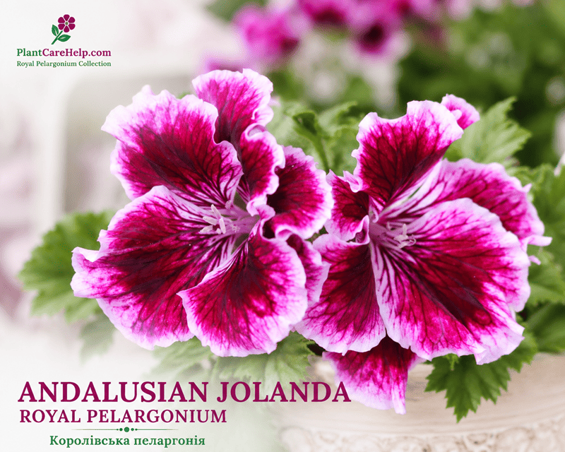 Королівська пеларгонія Andalusian Jolanda