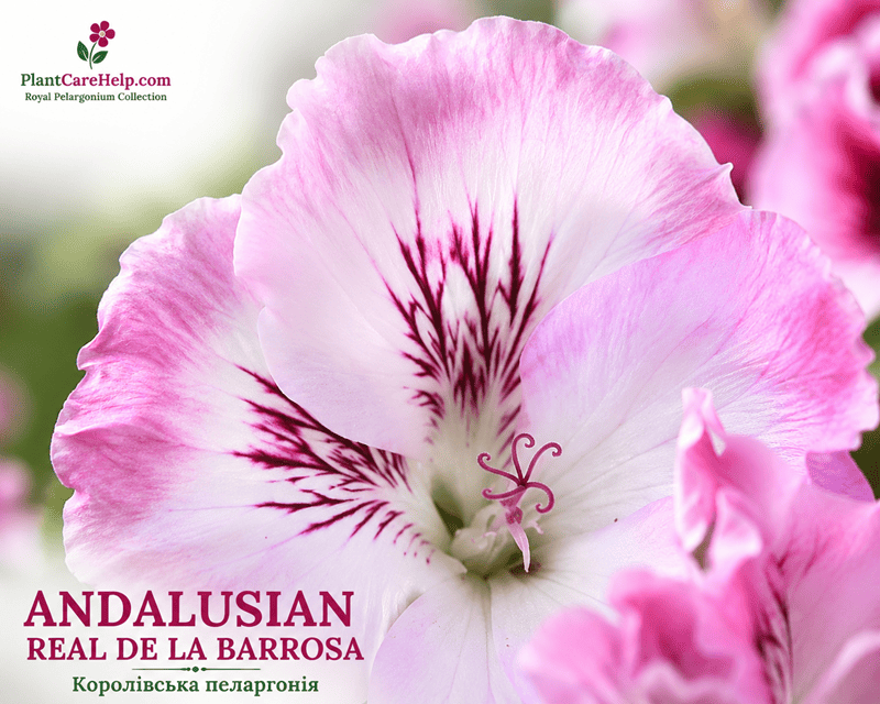 ANDALUSIAN REAL DE LA BARROSA