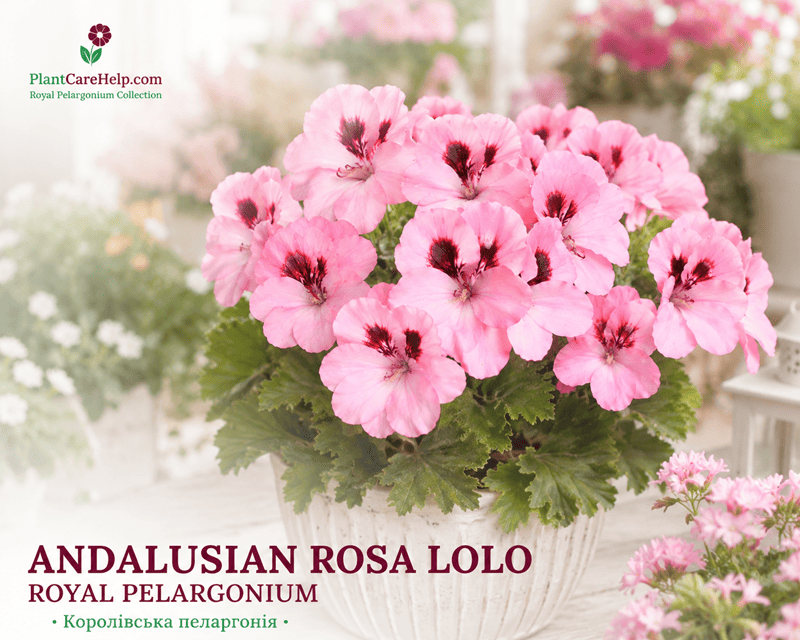 Королівська пеларгонія Andalusian Rosa Lolo