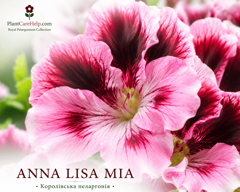ANNA LISA MIA