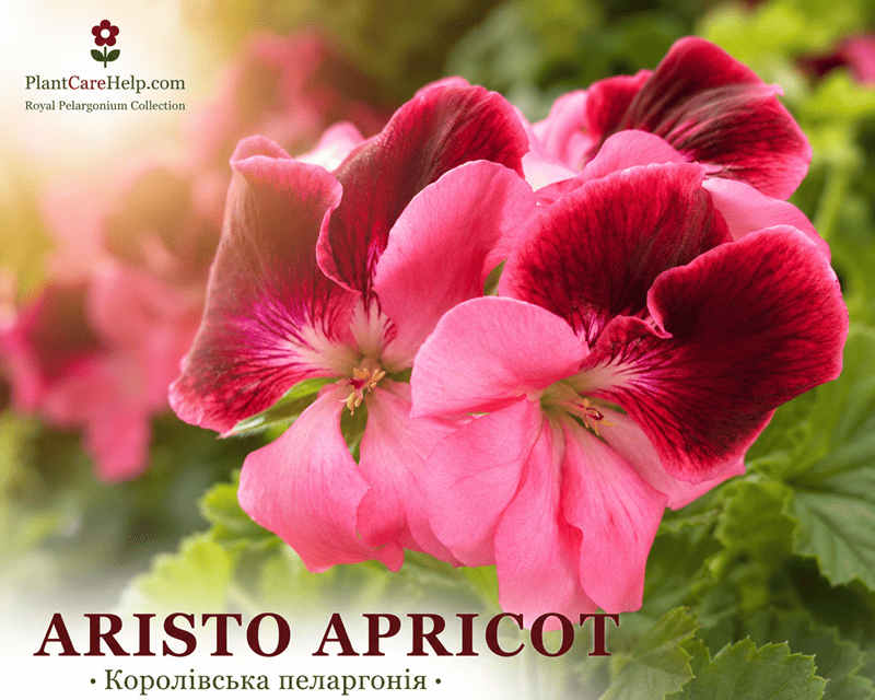 Королівська пеларгонія ARISTO APRICOT
