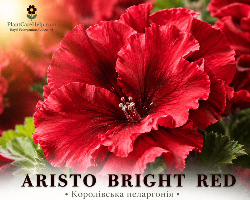 ARISTO BRIGHT RED