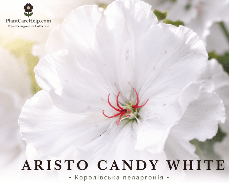 ARISTO CANDY WHITE