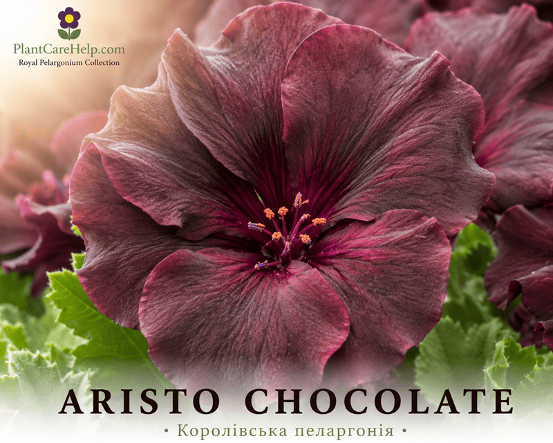 ARISTO CHOCOLATE