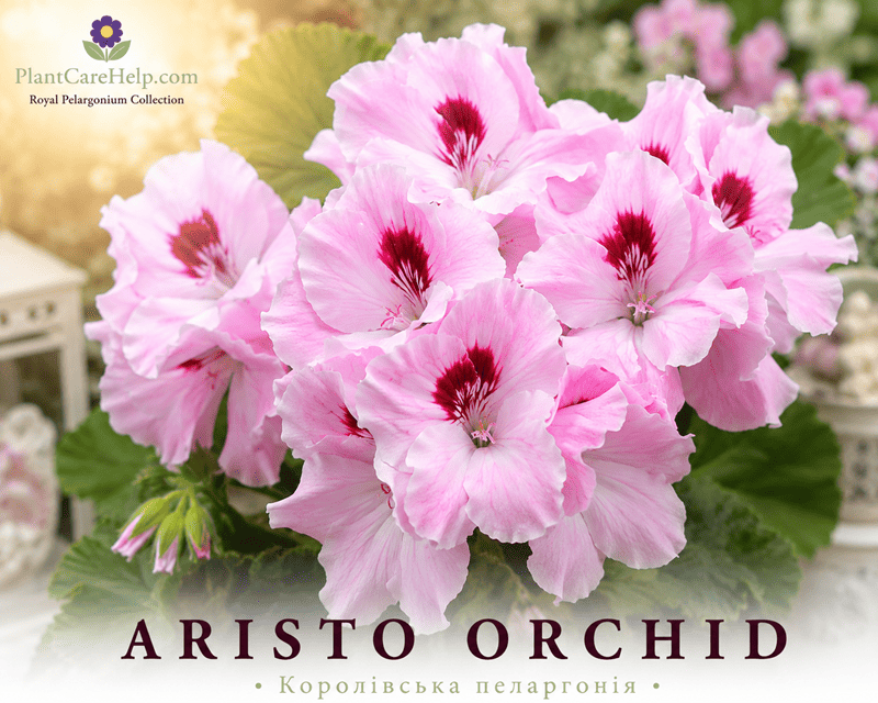 Королівська пеларгонія ARISTO ORCHID