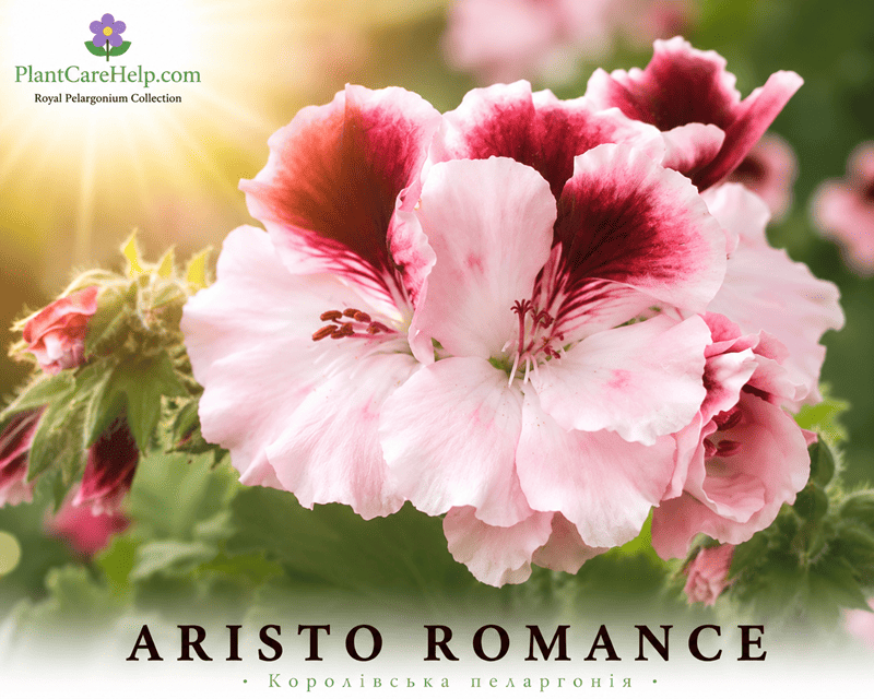 Королівська пеларгонія ARISTO ROMANCE