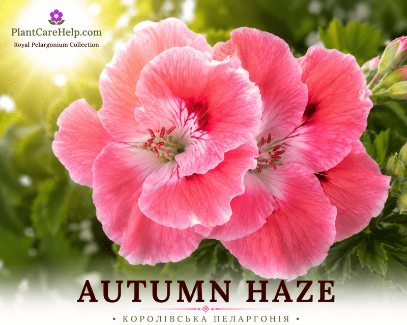 Королівська пеларгонія AUTUMN HAZE