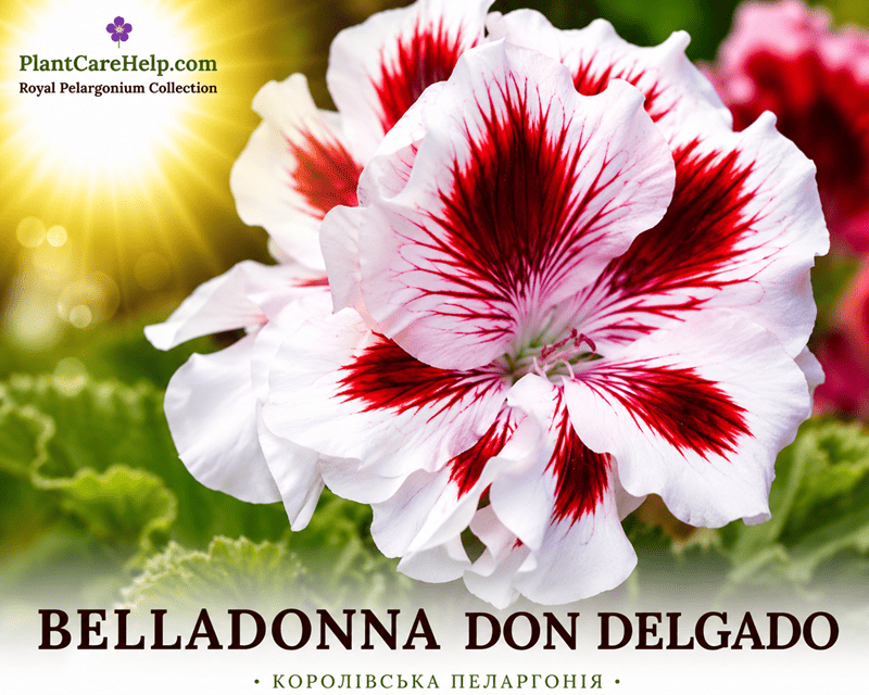 Королівська пеларгонія BELLADONNA DON DELGADO