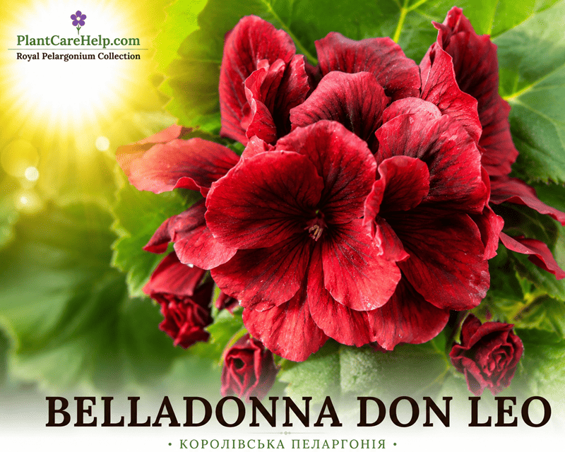 Королівська пеларгонія BELLADONNA DON LEO