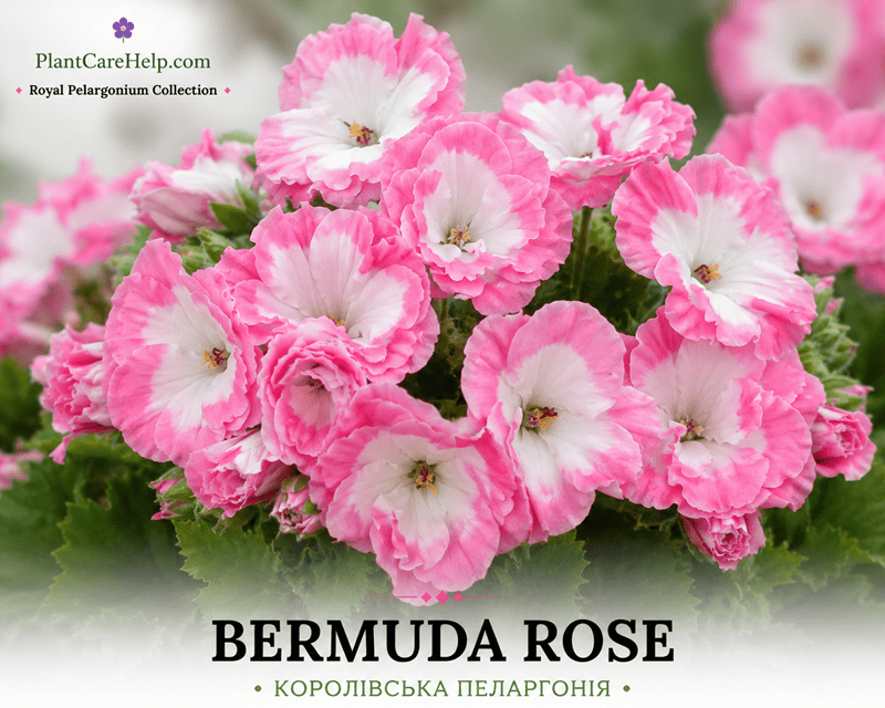 Королівська пеларгонія BERMUDA ROSE