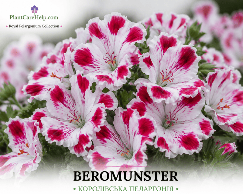 Королівська пеларгонія BEROMUNSTER