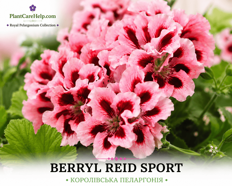 Королівська пеларгонія BERRYL REID SPORT