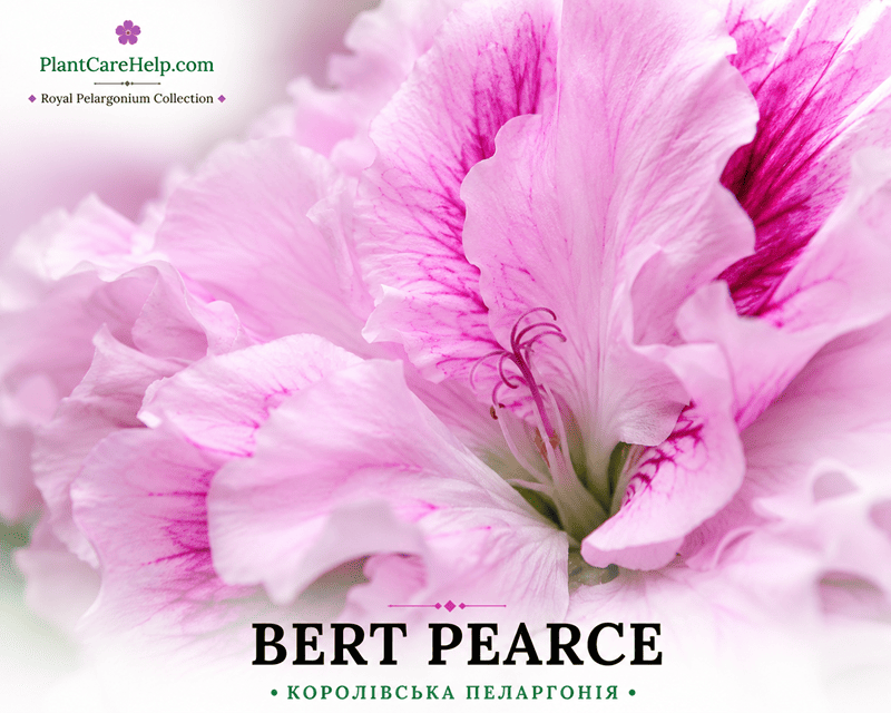 BERT PEARCE
