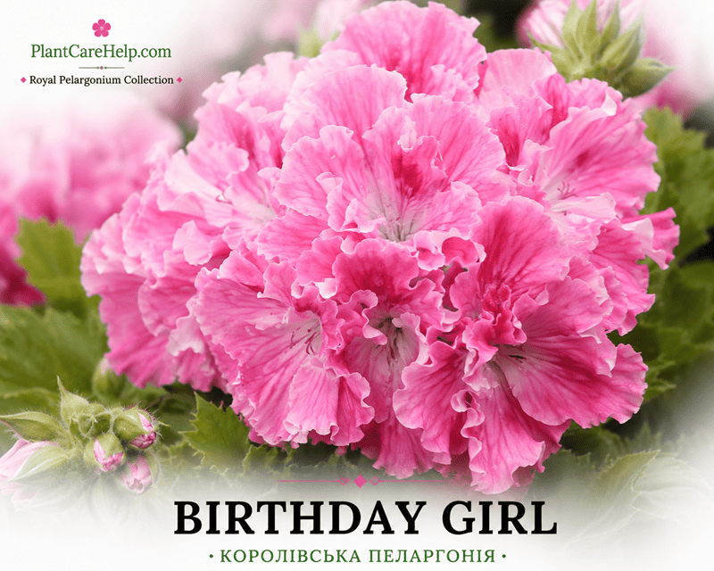 Королівська пеларгонія BIRTHDAY GIRL