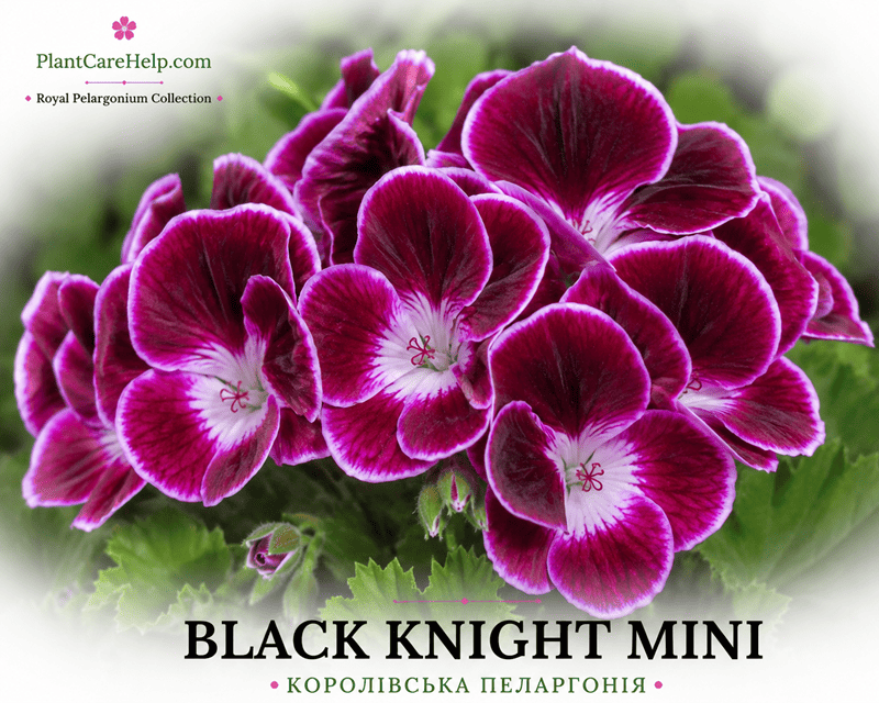 Королівська пеларгонія BLACK KNIGHT MINI
