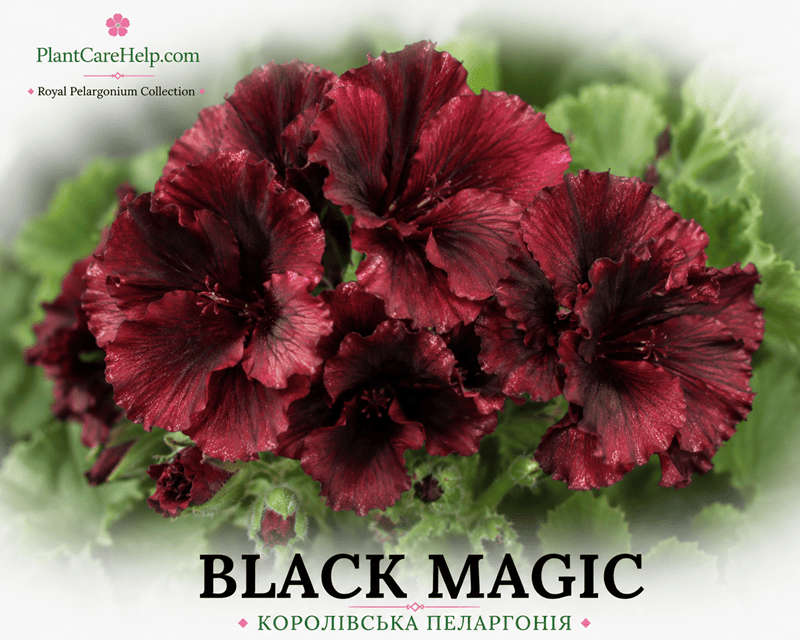 Королівська пеларгонія BLACK MAGIC