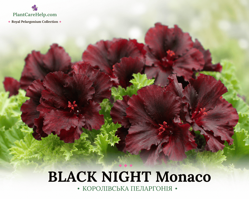Королівська пеларгонія BLACK NIGHT Monaco