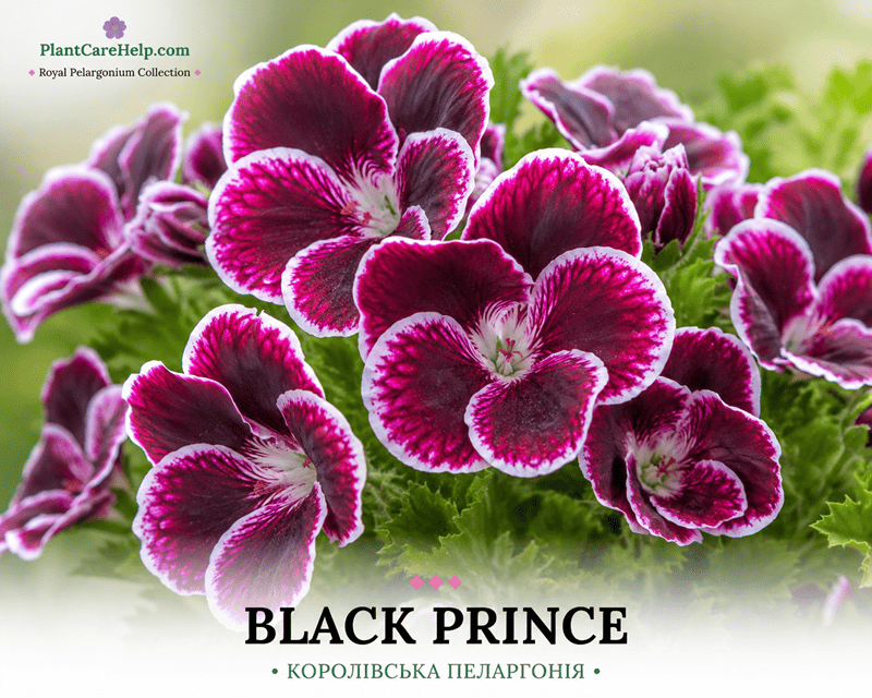 Королівська пеларгонія BLACK PRINCE