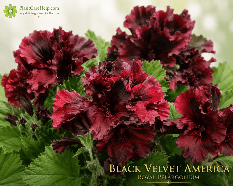 Королівська пеларгонія BLACK VELVET AMERICA