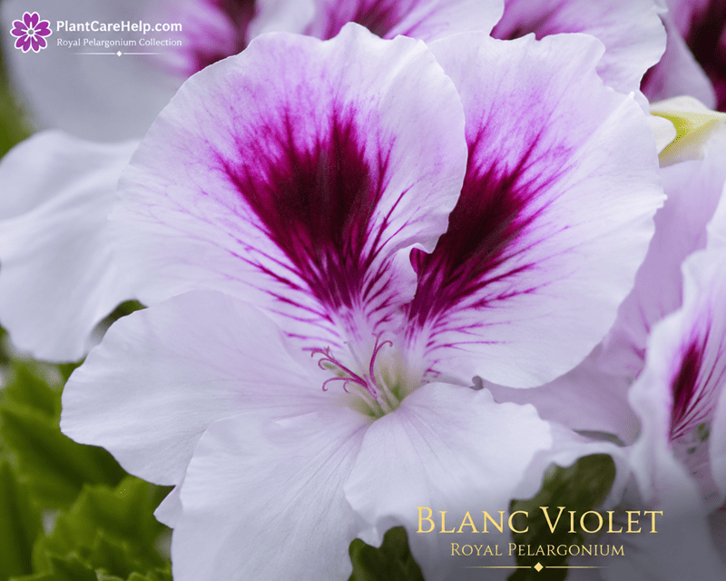 BLANC VIOLET