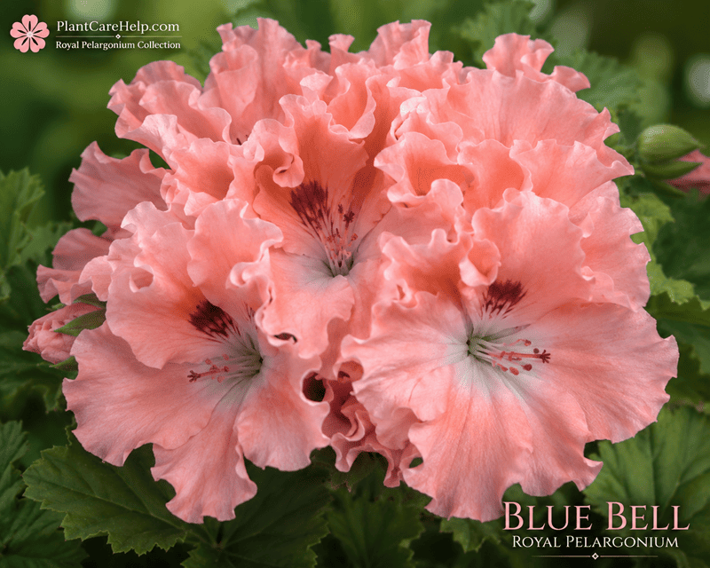 Королівська пеларгонія BLUE BELL