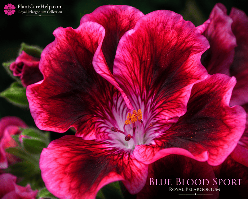 BLUE BLOOD SPORT