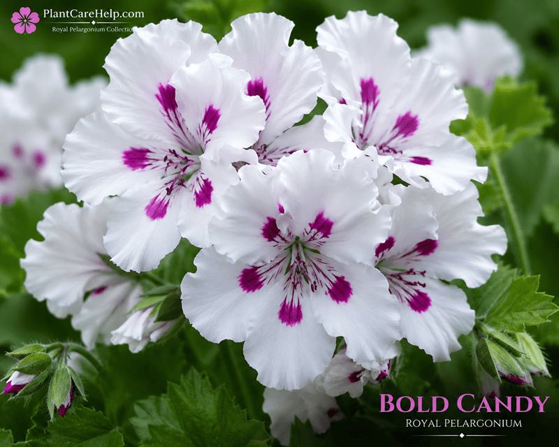 Королівська пеларгонія BOLD CANDY