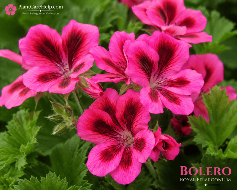 Королівська пеларгонія BOLERO