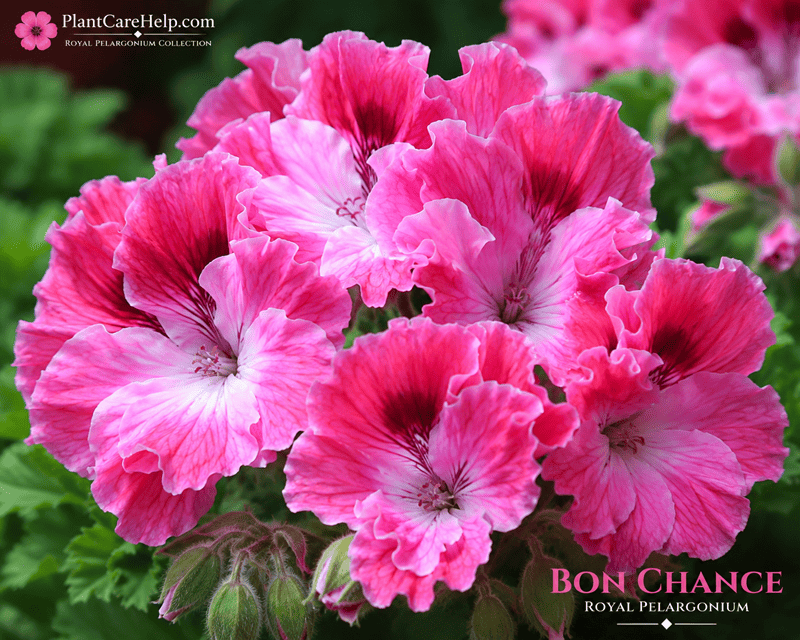 Королівська пеларгонія BON CHANCE