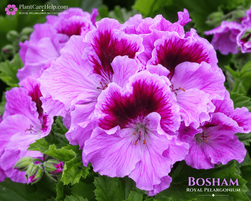 Королівська пеларгонія BOSHAM