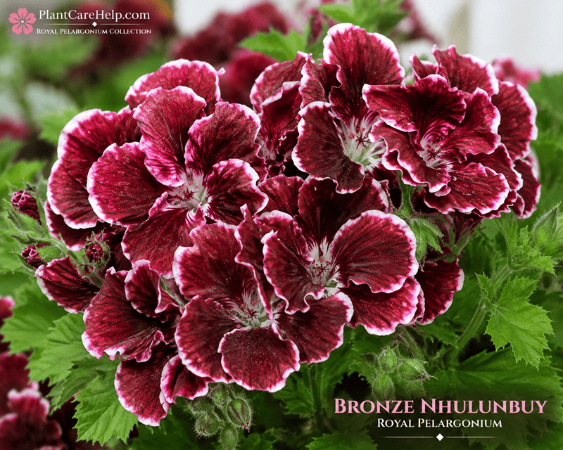 Королівська пеларгонія BRONZE NHULUNBUY