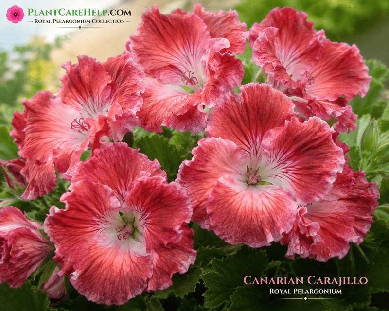 Королівська пеларгонія Canarian Carajillo