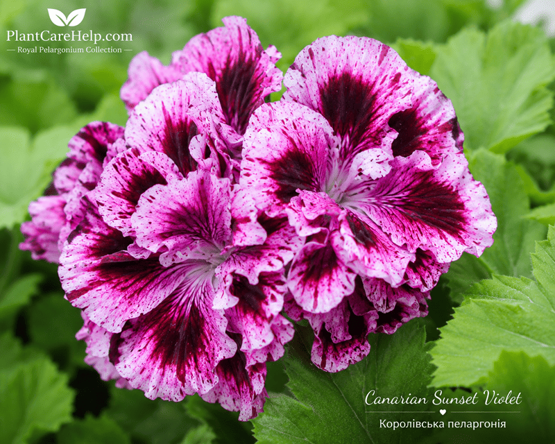 Королівська пеларгонія Canarian Sunset Violet