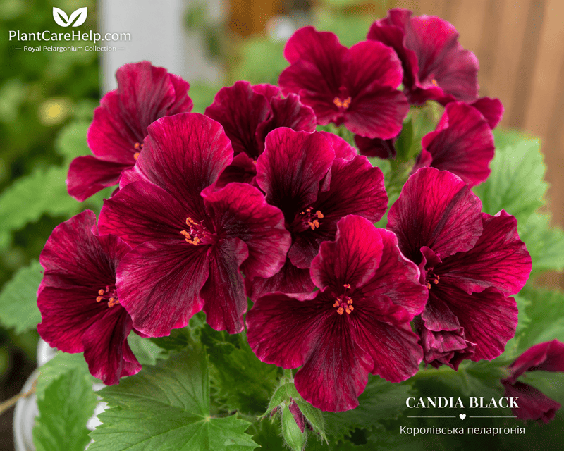 Королівська пеларгонія CANDIA BLACK