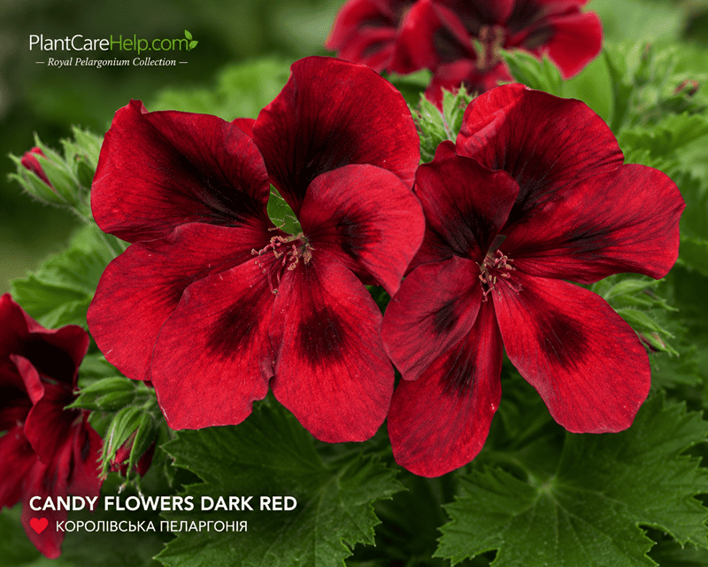 Королівська пеларгонія CANDY FLOWERS DARK RED
