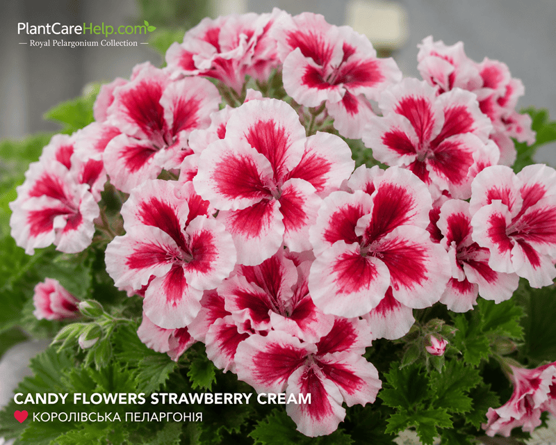 Королівська пеларгонія CANDY FLOWERS STRAWBERRY CREAM