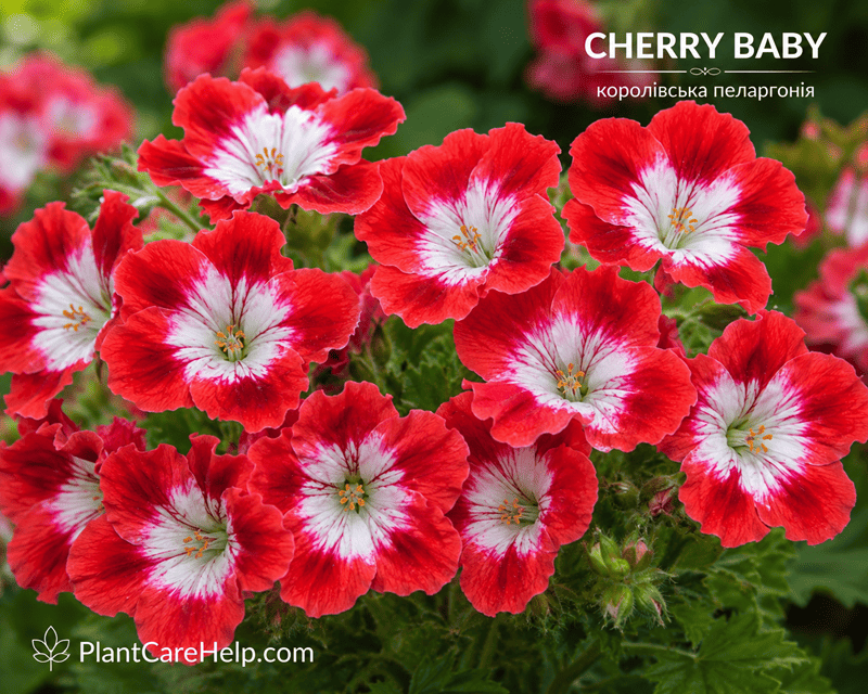 Королівська пеларгонія CHERRY BABY