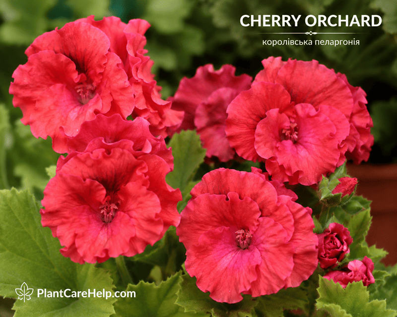 Королівська пеларгонія CHERRY ORCHARD