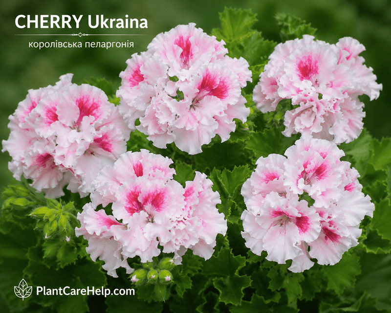 Королівська пеларгонія CHERRY Ukraina
