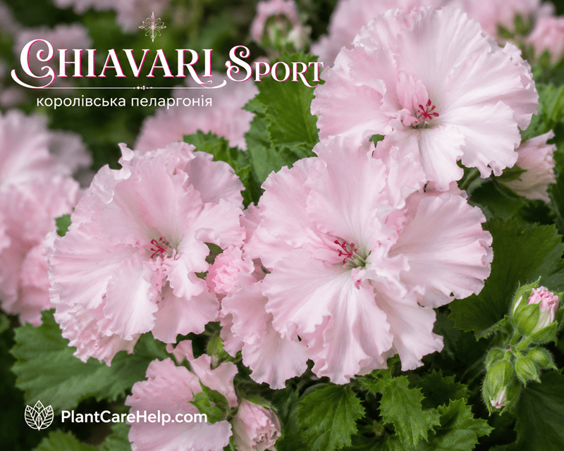 Королівська пеларгонія CHIAVARI Sport