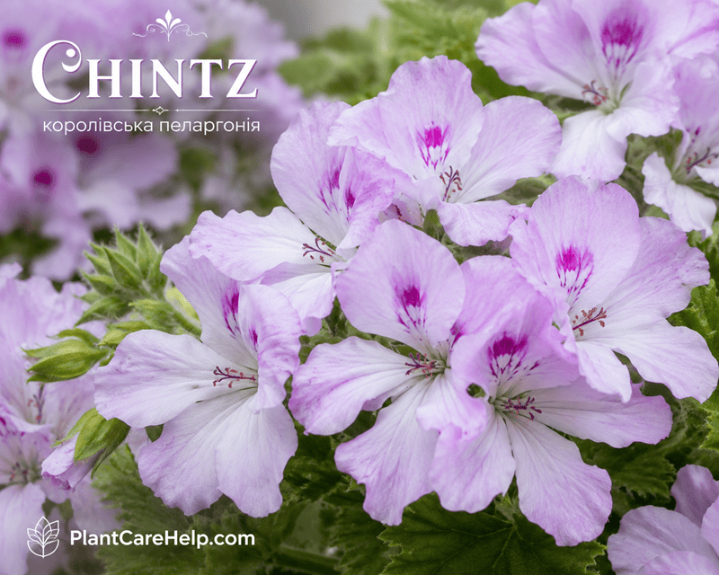 Королівська пеларгонія CHINTZ