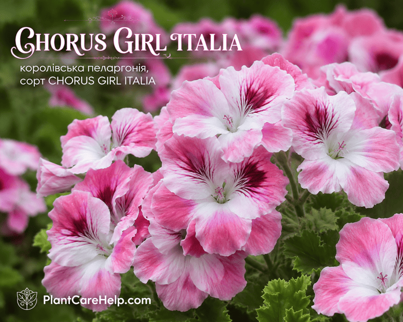 Королівська пеларгонія CHORUS GIRL ITALIA