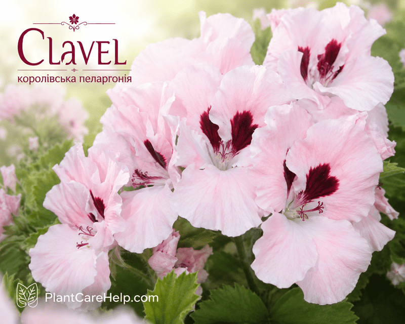 Королівська пеларгонія Clavel