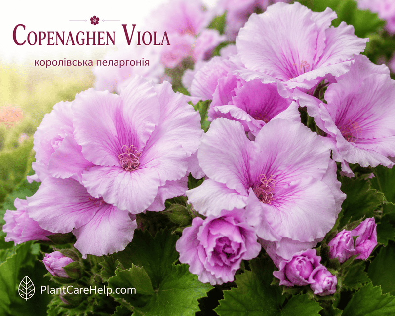 Королівська пеларгонія Copenaghen viola