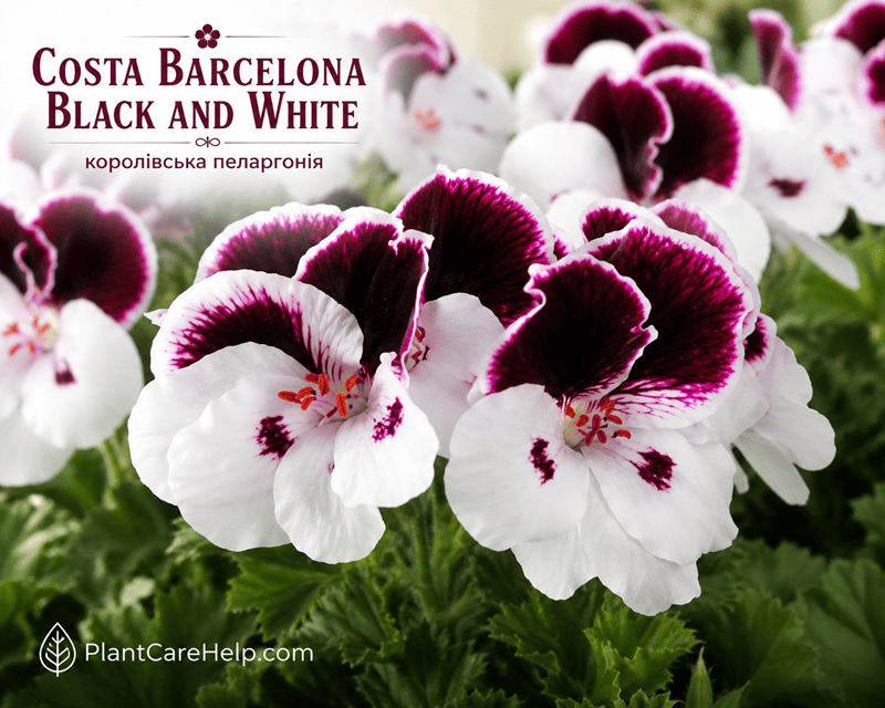 Королівська пеларгонія COSTA BARCELONA BLACK AND WHITE