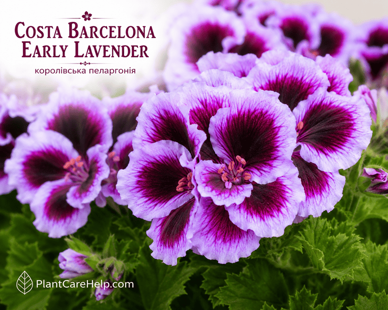 Королівська пеларгонія COSTA BARCELONA EARLY LAVENDER